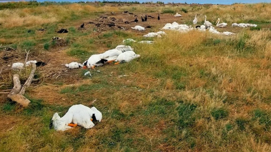Отовсюду обо всем: Трагическое природное явление: тысячи птиц замертво упали на землю
