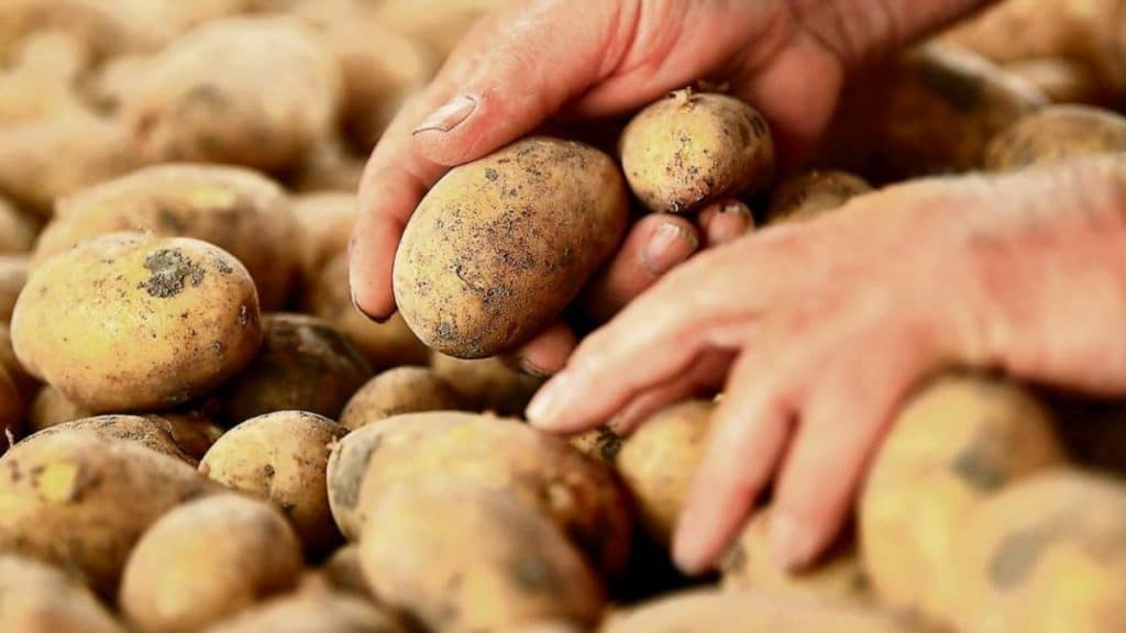 Общество: Жара и засуха стали причиной подорожания картофеля