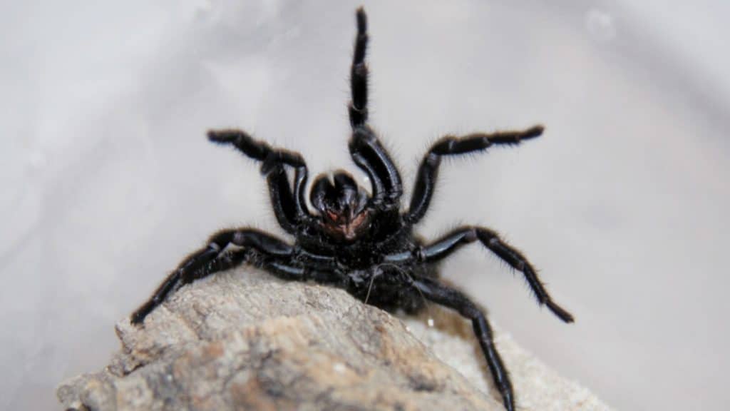 Происшествия: В Северном Рейне-Вестфалии нашли редкого опасного паука
