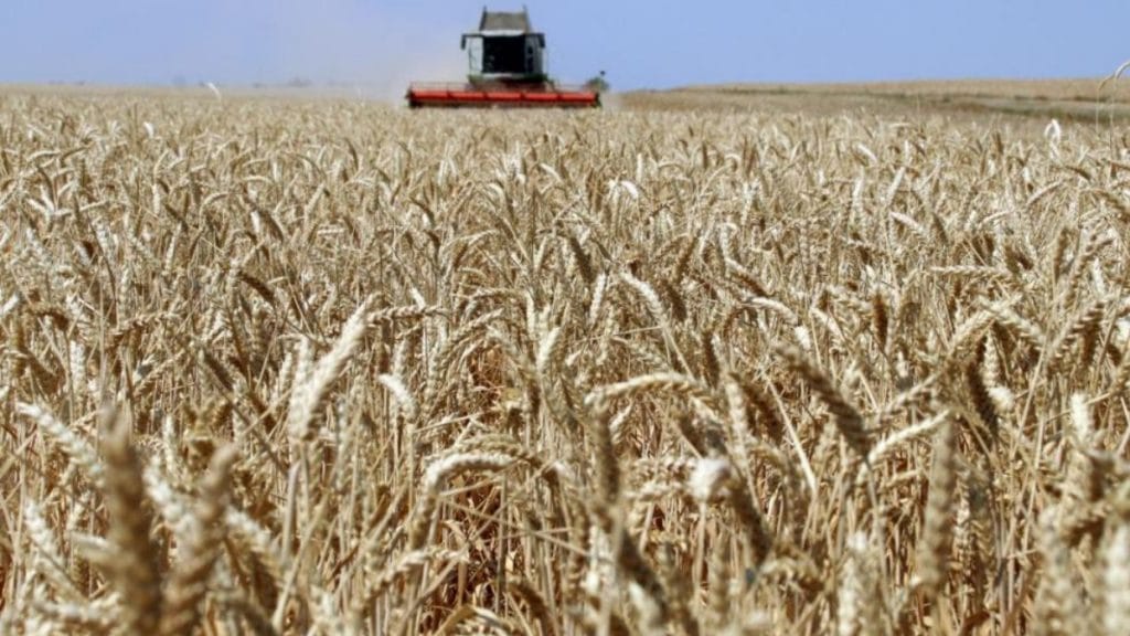 Общество: Грозы, засуха и аномальная жара: как погода повлияла на немецкий урожай?