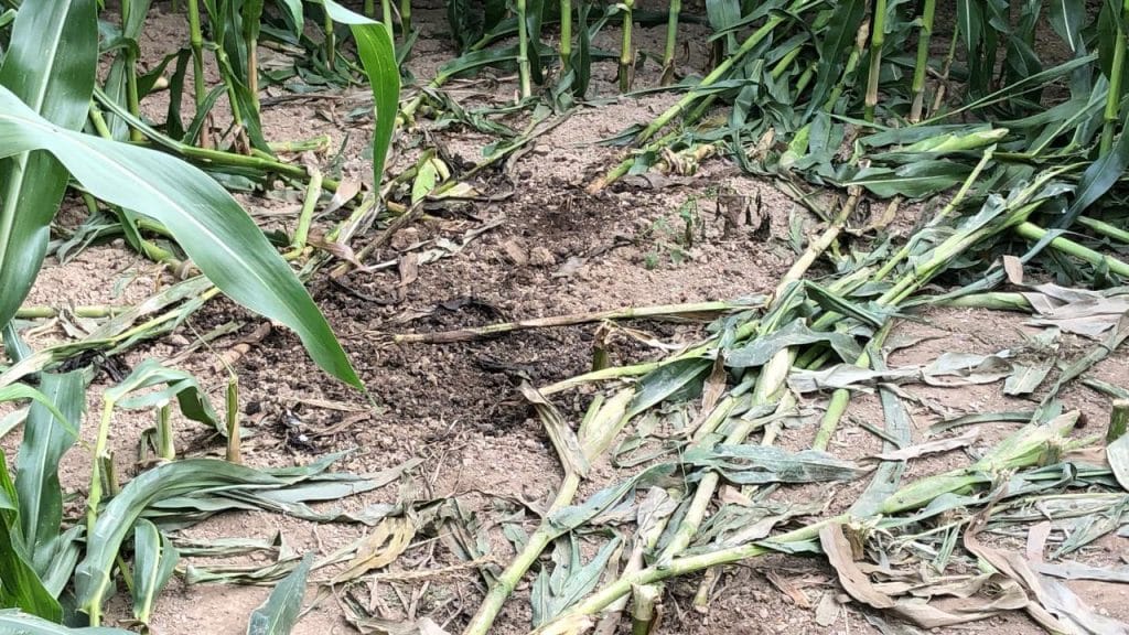 Происшествия: В кукурузном поле нашли труп мужчины: полиция предполагает убийство