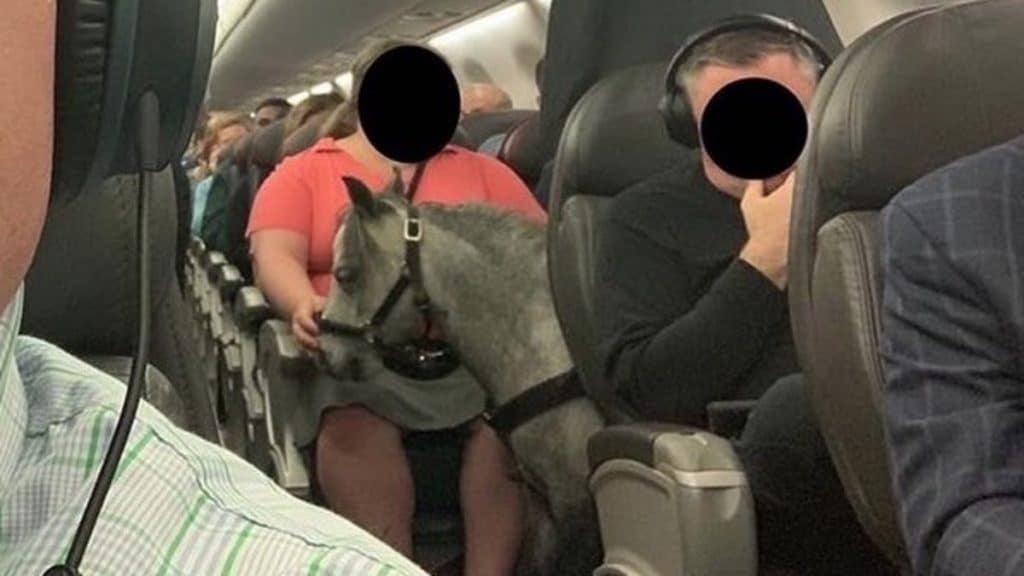 Отовсюду обо всем: Пассажирка взяла с собой на борт самолета живую лошадь