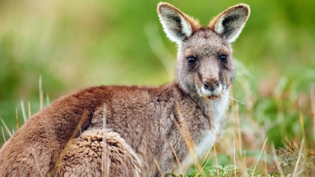 Отовсюду обо всем: Тинейджер преднамеренно убил два десятка кенгуру