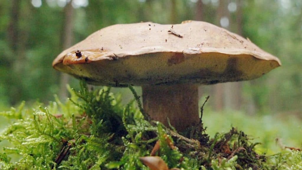 Общество: Осторожно: грибы из Баварии заражены радиоактивным цезием
