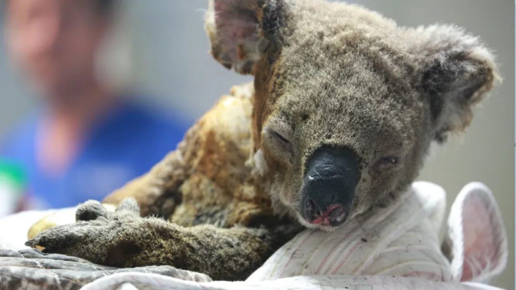 Отовсюду обо всем: Мир простился со спасенной коалой Льюисом
