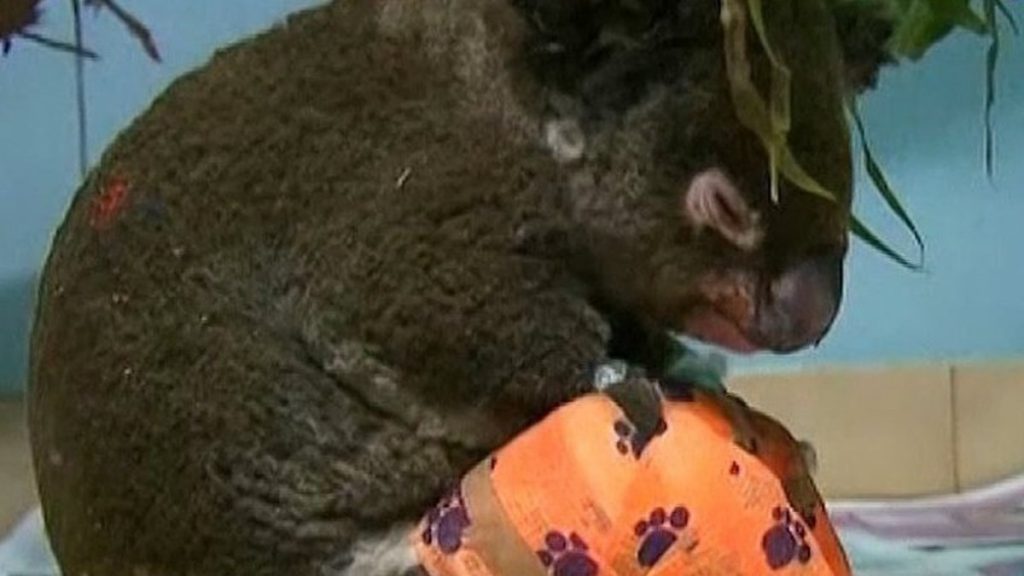 Отовсюду обо всем: Женщина спасла коалу от лесного пожара и стала всемирной героиней