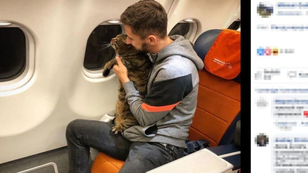 Отовсюду обо всем: Откормленного кота не разрешили брать в салон самолета, но хозяин придумал, как обхитрить проверяющих