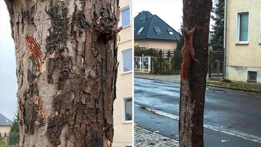 Происшествия: Бранденбург: неизвестные прибили живую белку к дереву