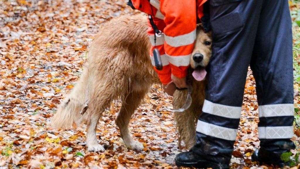 Общество: Пес спас жизнь все семье, вовремя заметив, что в доме начался пожар