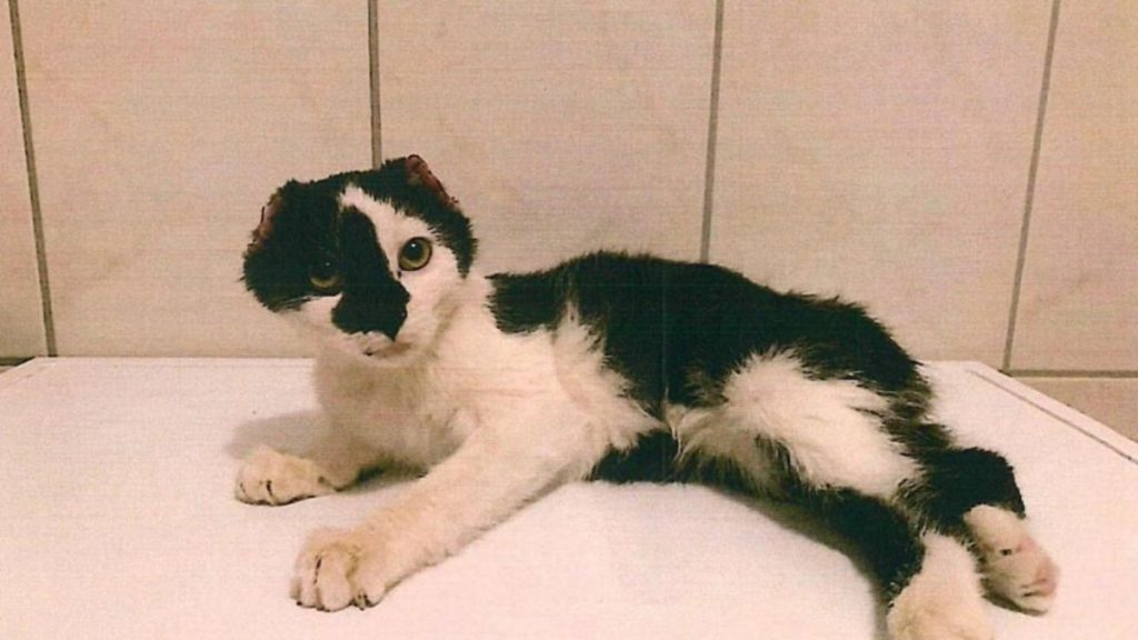 Происшествия: Тюрингия: неизвестный убил несколько котов, котятам он отрезал хвосты и уши