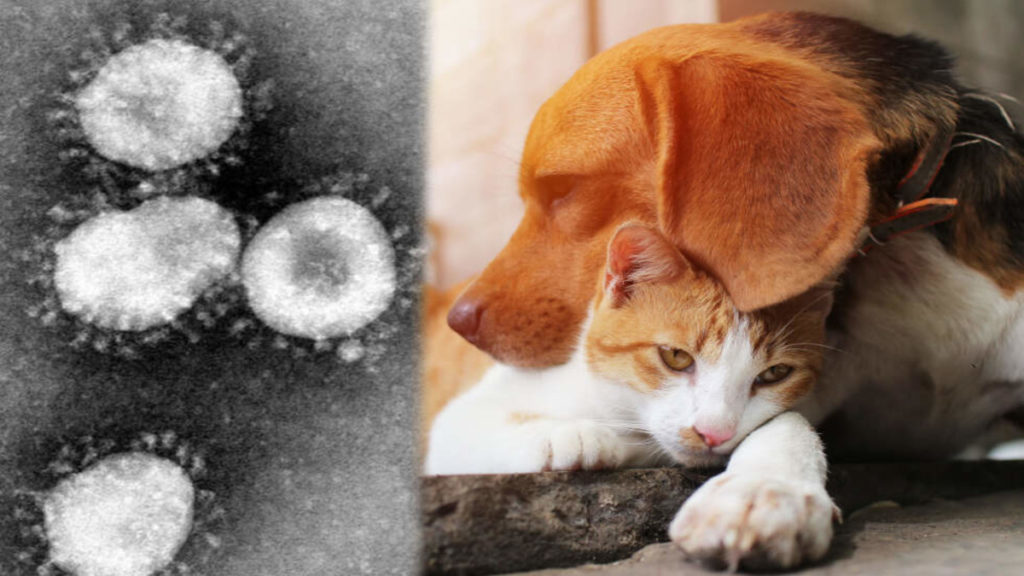 Здоровье: Могут ли собаки и кошки подхватить новый коронавирус