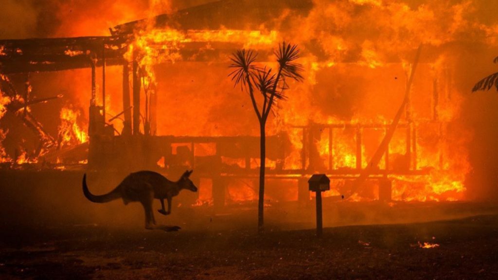 Отовсюду обо всем: Огонь в Австралии убил полмиллиарда животных