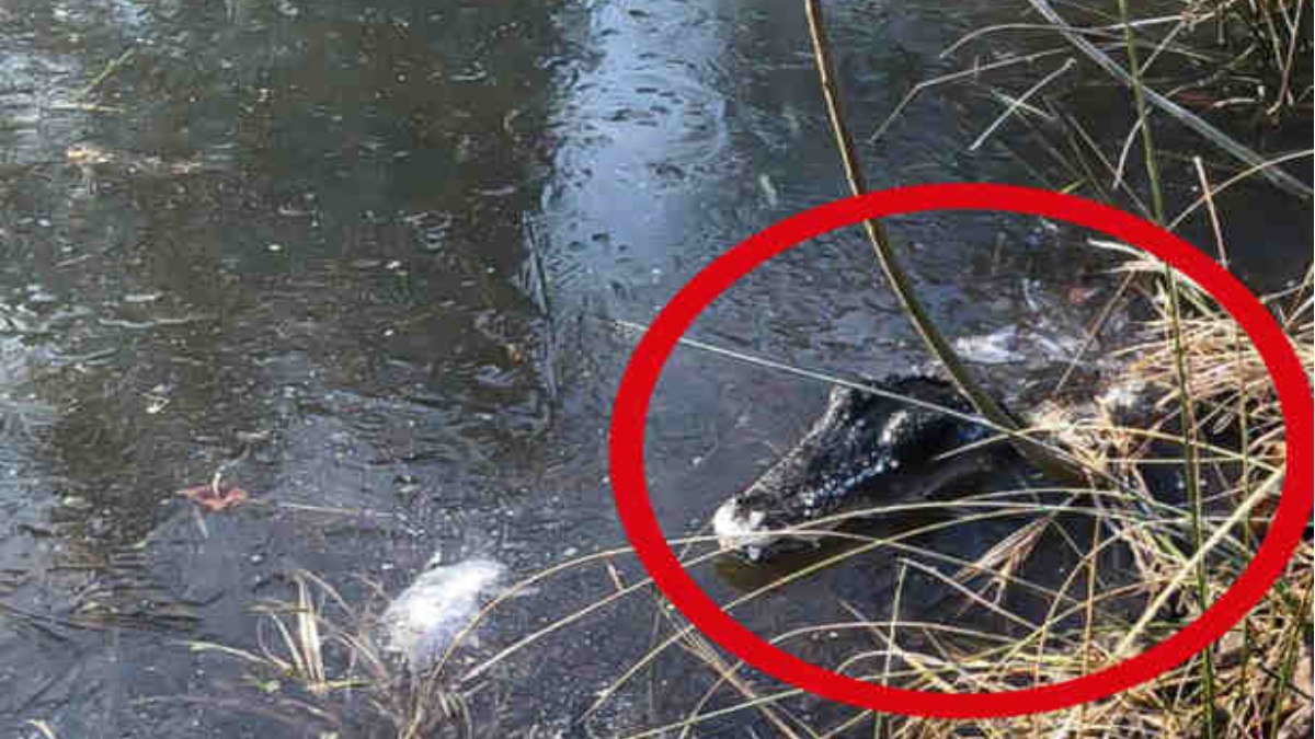 Переполох в Баварии: в пруду обнаружили крокодила