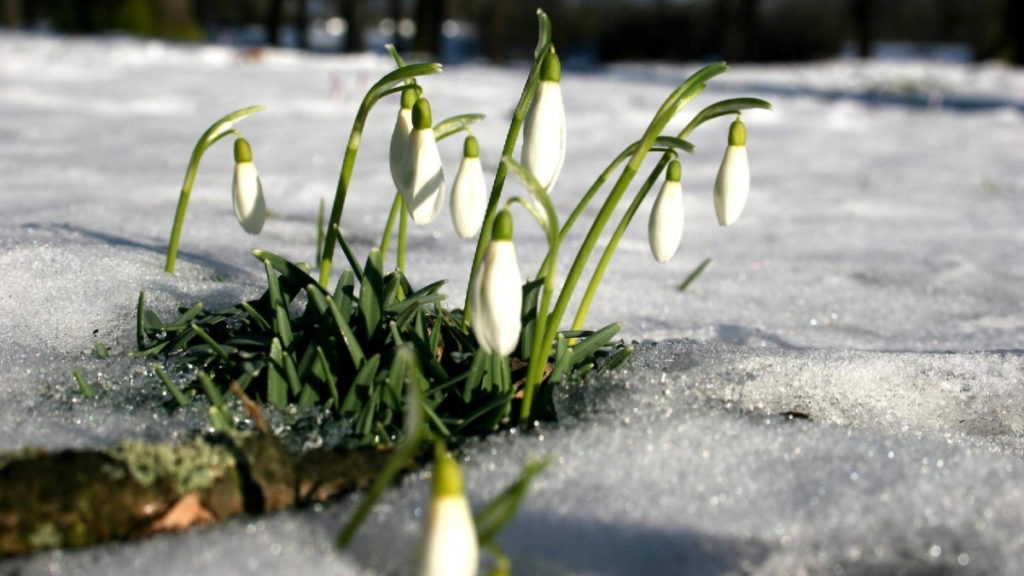 Погода: Погода Германии в ожидании весны: зима возвращается, но ненадолго