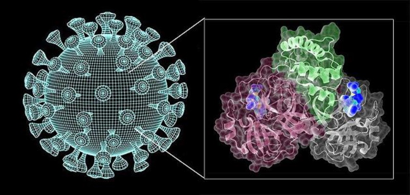 Общество: Прорыв в борьбе с коронавирусом: немецкие ученые нашли способ предотвратить распространение COVID-19