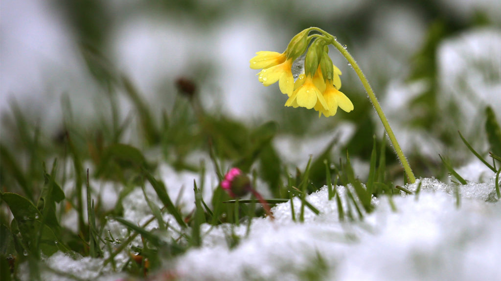 Погода: Астрономическая весна начнется в Германии с морозов