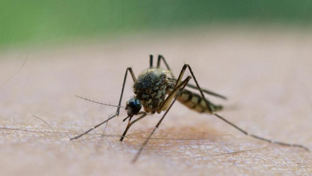 Общество: Передается ли коронавирус через укус комара?