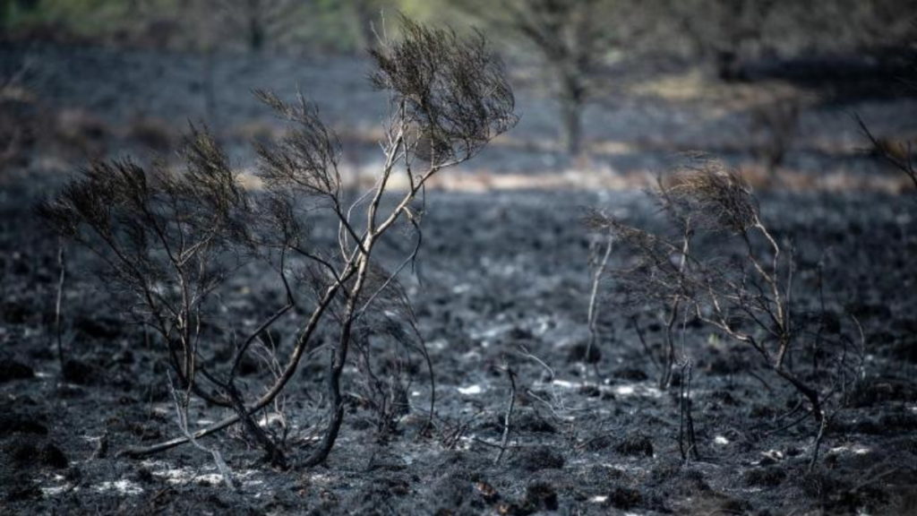 Общество: Почему в Германии сейчас так много лесных пожаров, и что ждет страну летом?