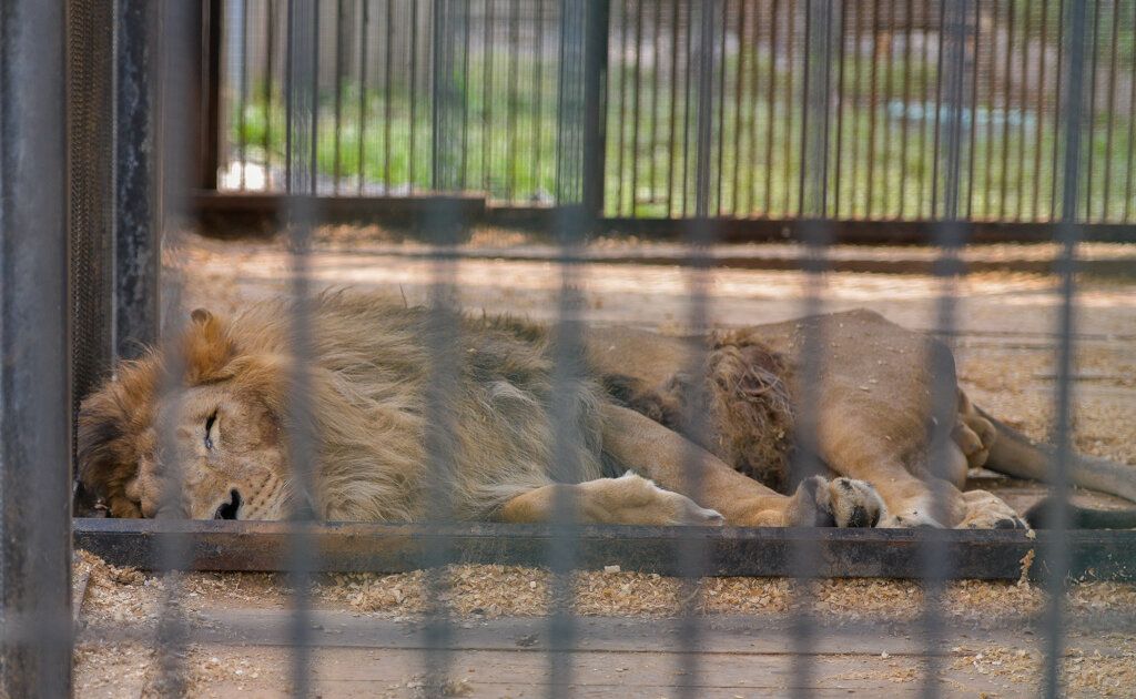 Мировая пресса: Одичавшие приморцы обидели в зоопарке льва
