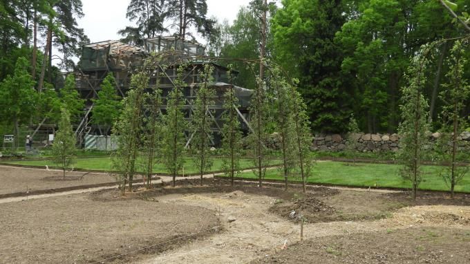 Мировая пресса: В парке "Монрепо" обустраивают топиарный сад