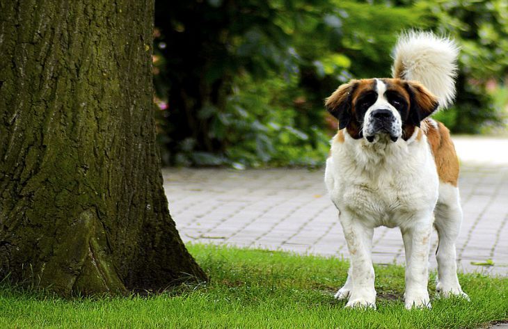 Мировая пресса: Ученые выяснили, почему представители крупных пород собак живут меньше