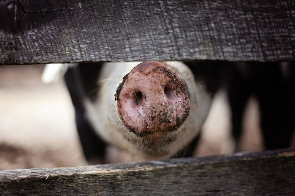 Мировая пресса: Порядка 400 свиней погибли при пожаре на ферме в Германии