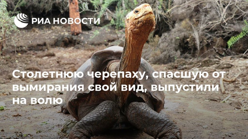 Мировая пресса: Столетнюю черепаху, спасшую от вымирания свой вид, выпустили на волю