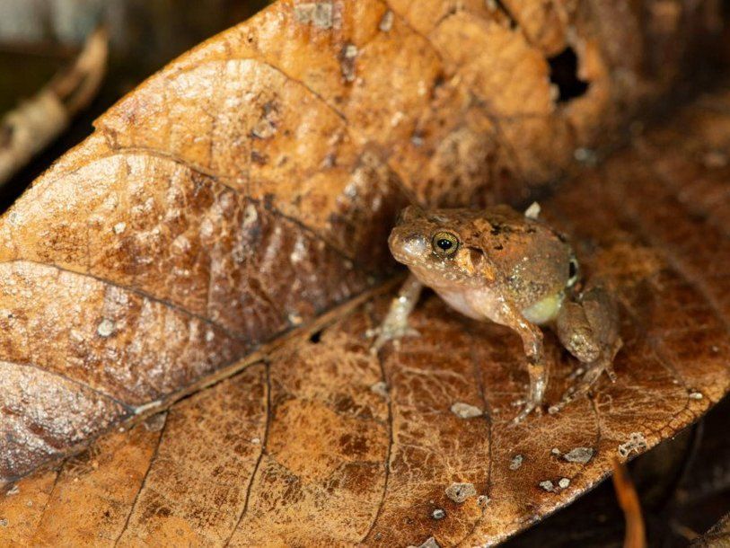 Мировая пресса: На Мадагаскаре открыт новый вид лягушек