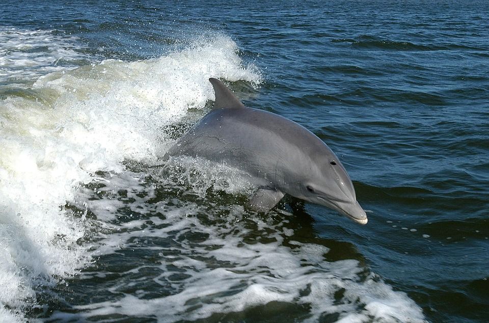 Мировая пресса: Дельфины появились у берегов Финского залива