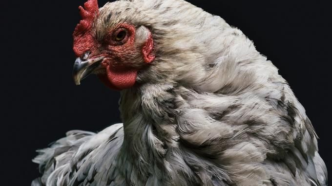 Мировая пресса: Китай приостановил ввоз американского мяса птицы