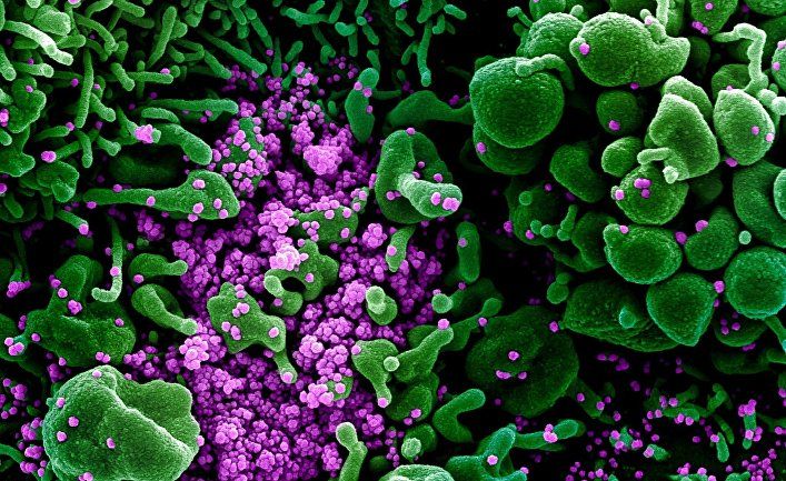 Мировая пресса: Nature (Великобритания): миниатюрные органы показывают, как коронавирус поражает организм