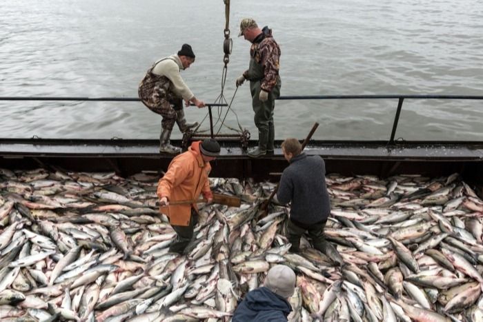 Мировая пресса: Рыбаки Дальнего Востока в этом году могут увеличить вылов рыбы до 3,5 млн т