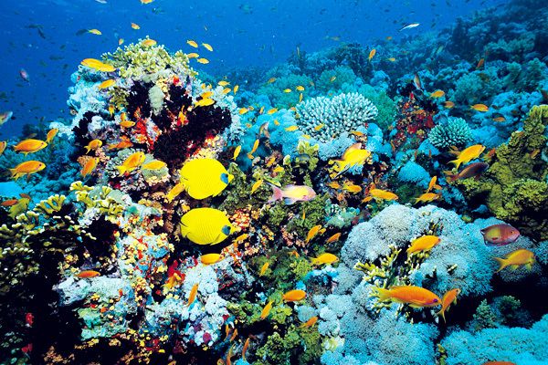 Мировая пресса: Морские экосистемы вступили в антропоцен