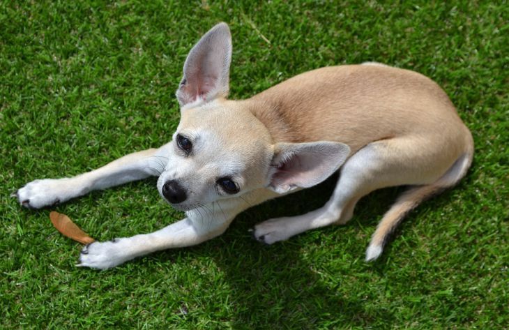 Мировая пресса: 3 самые маленькие породы собак в мире