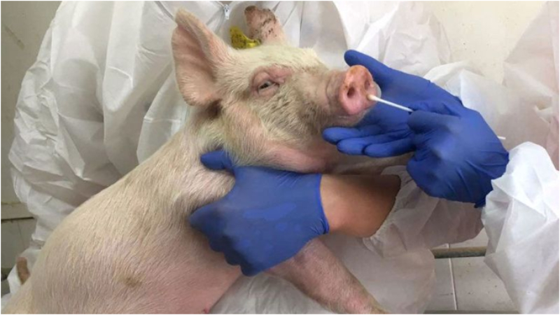 Отовсюду обо всем: Новый вирус у китайских свиней может вызвать пандемию