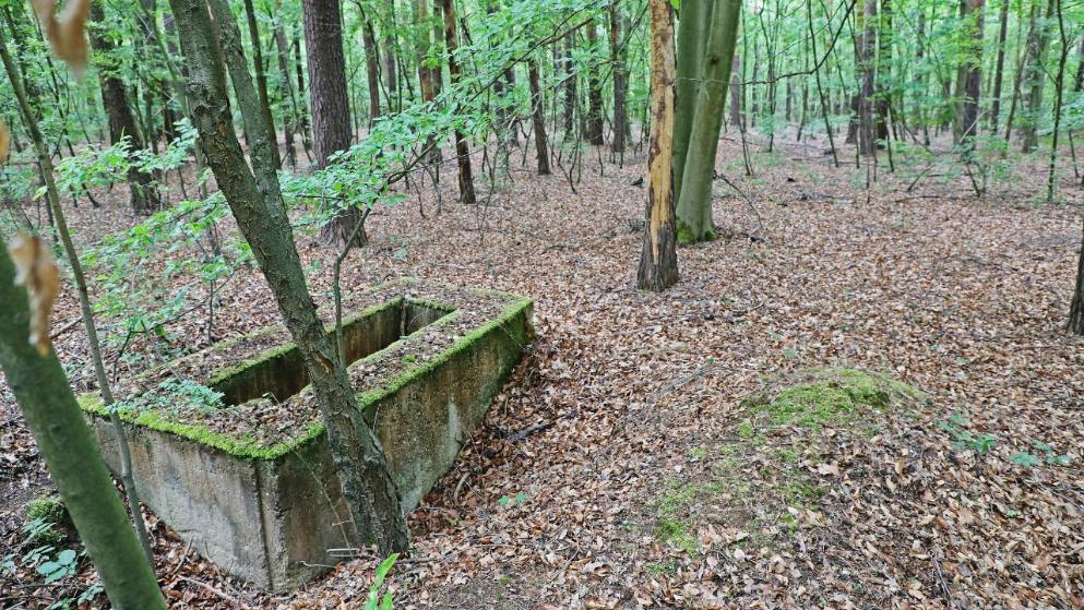Общество: Для 56 000 усопших: в Германии появится кладбище для жертв пандемии