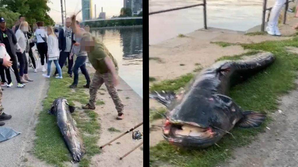 Происшествия: Во Франкфурте-на-Майне рыбак на глазах у прохожих убил огромного сома (+видео)