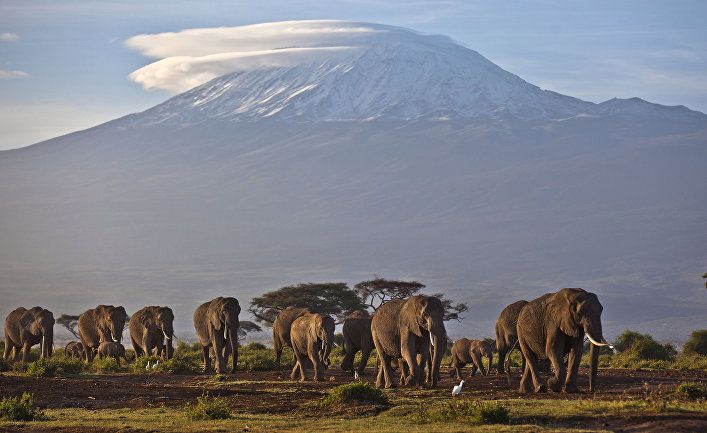 Мировая пресса: The Guardian (Великобритания): в Африке за месяц загадочно умерли сотни слонов