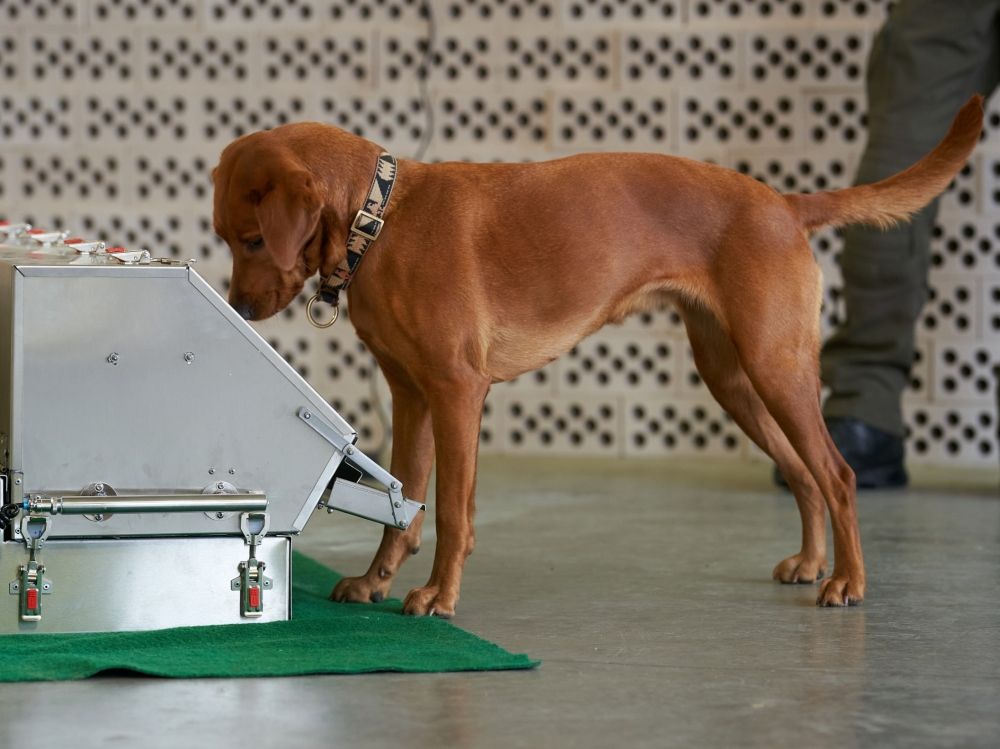 Мировая пресса: Немецкие ученые доказали, что собаки могут искать людей с коронавирусом