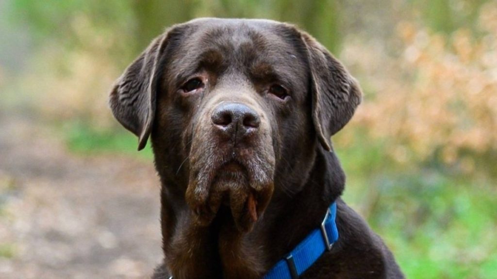 Общество: Собак бундесвера учат распознавать коронавирус по запаху