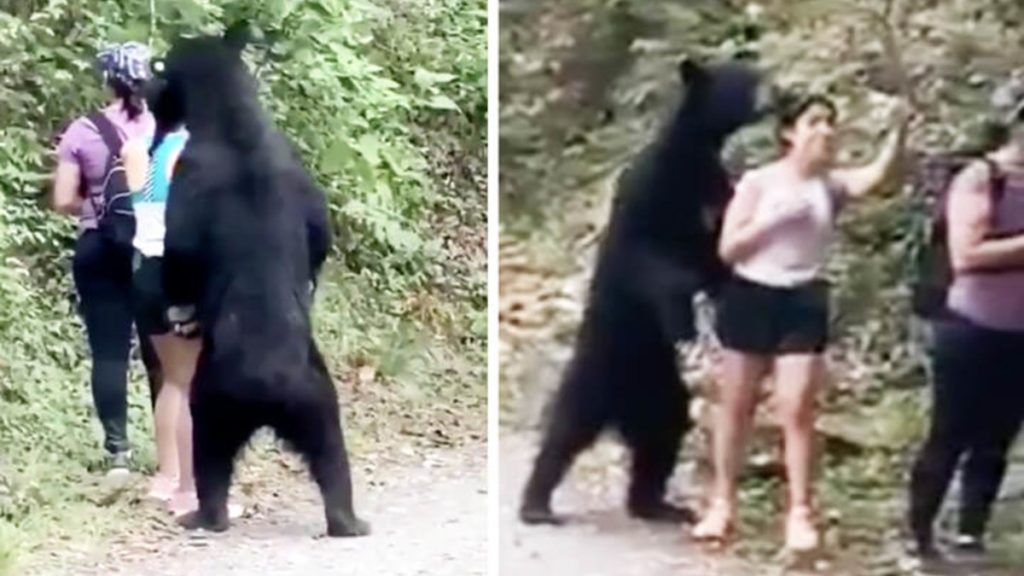 Отовсюду обо всем: Храбрая туристка сделала селфи с диким медведем в лесу