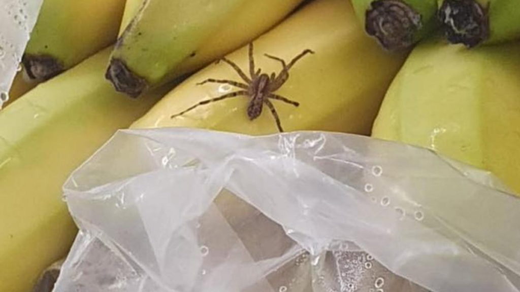Происшествия: Самый ядовитый паук в мире в супермаркете Norma? В Саксонии-Анхальт эвакуировали сотрудников и клиентов магазина