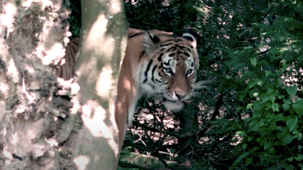 Отовсюду обо всем: В Цюрихе тигр на глазах у посетителей зоопарка убил женщину