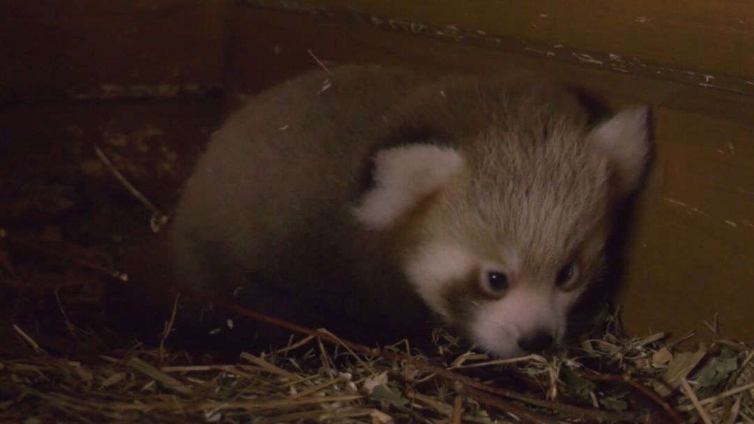 Посетители зоопарка в Берлине смогут увидеть детеныша красной панды.