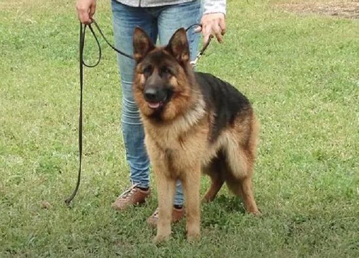 Мировая пресса: Бадди больше нет: скончалась немецкая овчарка – первая собака с коронавирусом