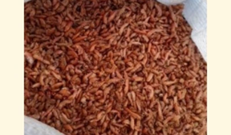 Мировая пресса: Из Тюменской области в Германию отправили сухих червей