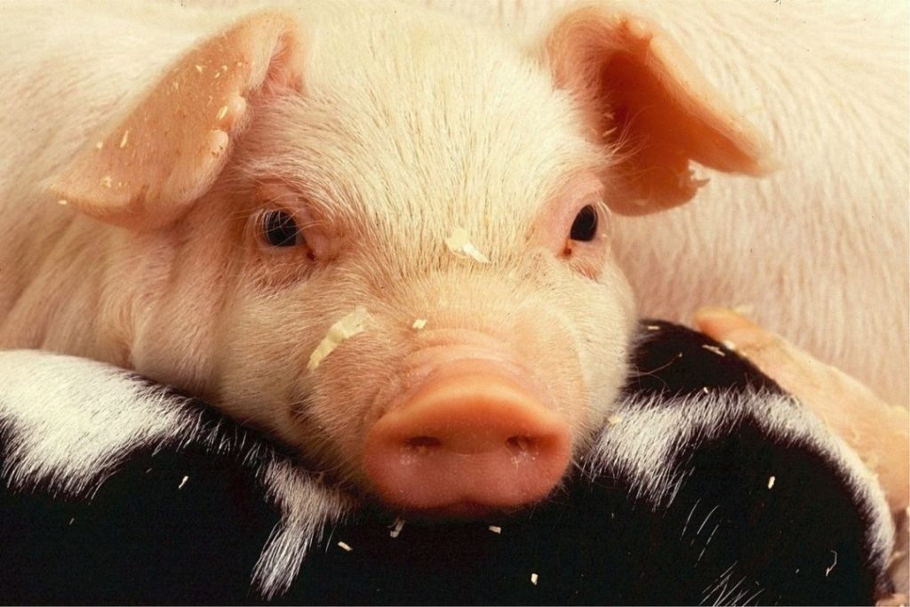 Мировая пресса: Африканская чума свиней через Грузию и Россию попала в Германию