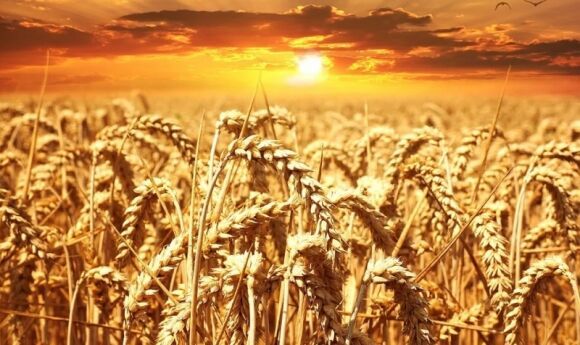 Немецкий Agrarheute объяснил неожиданный рост цен на российское зерно