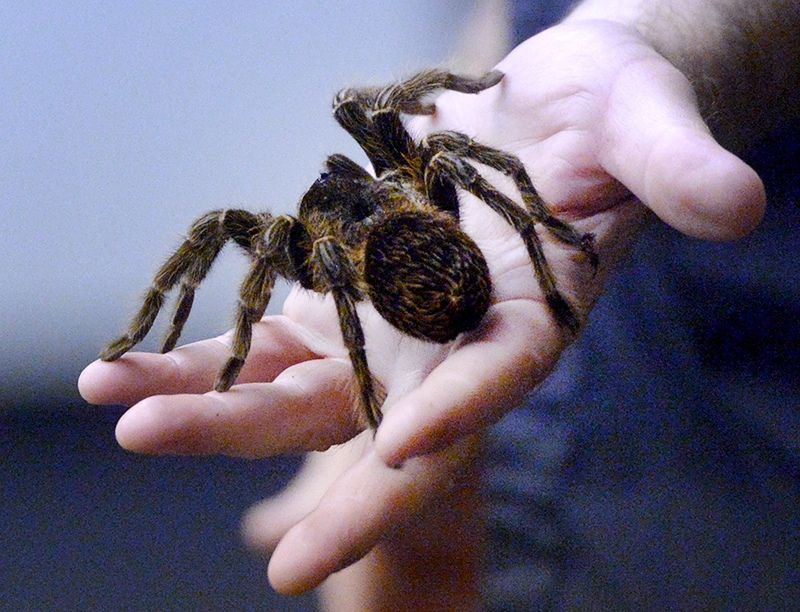 Мировая пресса: Немецкая полиция задержала гигантского паука