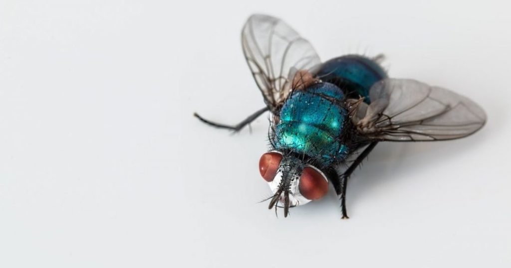 Мировая пресса: Немецкий производитель инсектицидов стал защитником насекомых